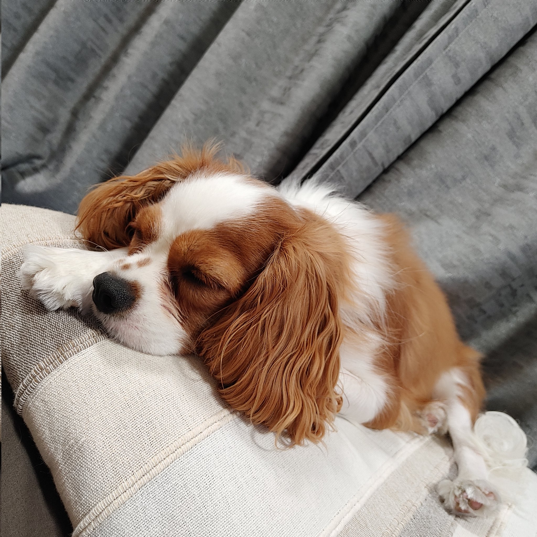 こぶ おねむ キャバリア キャバリアキングチャールズスパニエル 犬のいる暮らし T Co 2me3r0c5gi Twitter