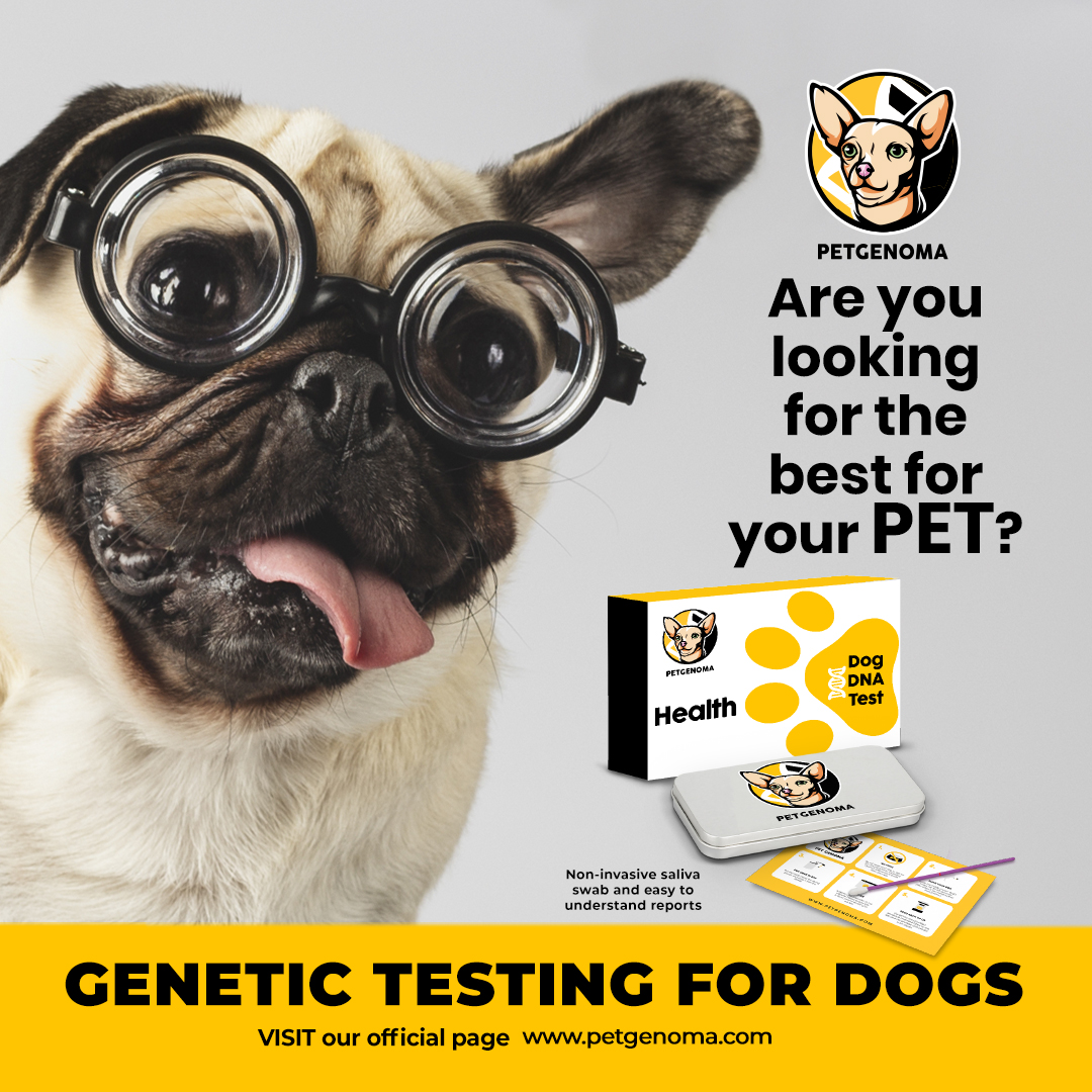 petgenoma's tweet photo. What if it was possible to know that your pet was born with a disease without you knowing? This is what #Petgenoma offers a way to know the risks of your pet's DNA so you can plan the best.โฃ #DogDNATest #DogGenetics #Pets โค๏ธ ๐ ๐ฉ https://t.co/MyiUdW5C2U
