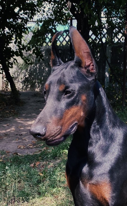 berry_doberman's tweet photo. 𝙱𝚎𝚛𝚛𝚢 𝙰𝚟𝚊𝚕𝚊𝚗𝚌𝚑𝚎 𝚘𝚏 𝙷𝚎𝚊𝚛𝚝𝚜🤍
(1 𝚢𝚎𝚊𝚛 𝚘𝚕𝚍)

✅Our favorite🔥

to be continued … https://t.co/Bfdvm5zYh5