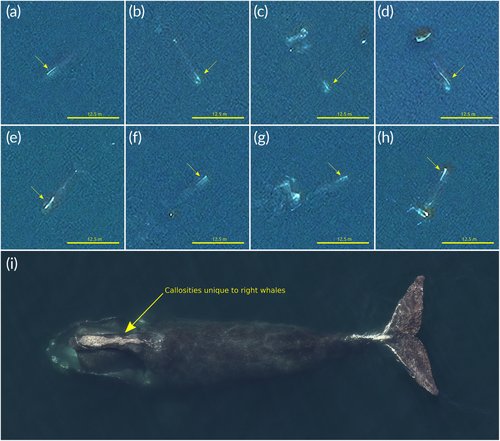 CanWhaleInst's tweet photo. Canadian Whale Institute’s Dr. Moira Brown and Delphine Durette-Morin are authors on the new paper “Individual North Atlantic right whales identified from space” just released in Marine Mammal Science. Have a read here: https://t.co/IQLcV5rcTe https://t.co/7vPgwNrmGy