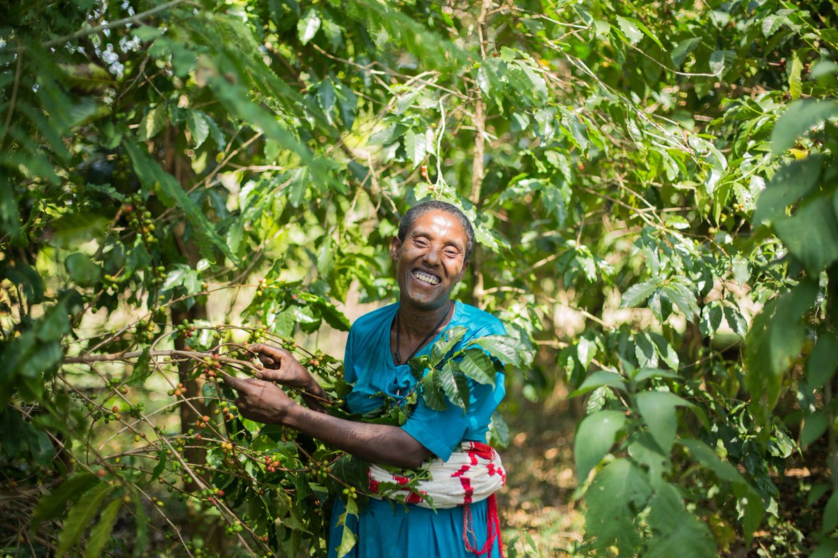 StokesCoffee's tweet photo. We're donating ยฃ2 from every bag of our Jamaican Blue Mountain & Kenyan Burundi to support @projectwaterf
#sustainablecoffee #projectwaterfall #sustainability https://t.co/2D14ZNrNMm