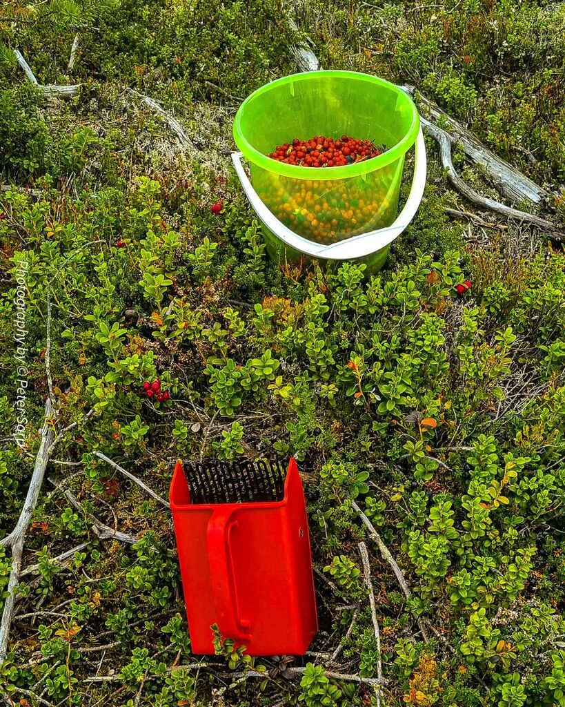 petersarri's tweet photo. The lingonberry season is here. My hurting back is not thrilled 🍇🍒☺️👍
#jåhkåmåhkke #sápmi #jokkmokk #lingonberry #lingon #tytebær #lingonplockning #ontiryggen #hurtingback https://t.co/5YAcB8nwu2 https://t.co/LAtAljFmlt