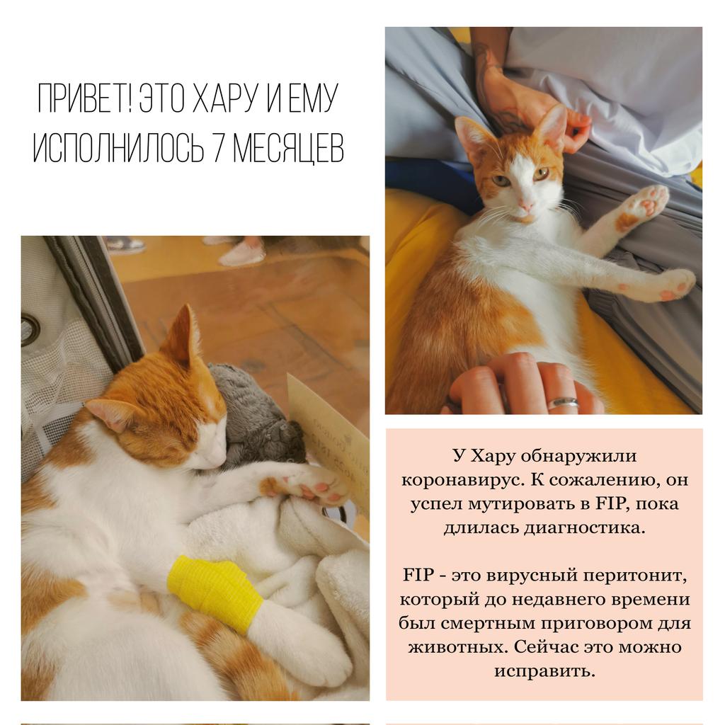LorionKoda's tweet photo. ❗ПОМОЩЬ КОТУ В ЛЕЧЕНИИ FIP❗

У нашего китса есть все шансы на выздоровление с импортными лекарствами (ясное дело в рф их нет), но сейчас мы сами всю сумму не вывезем. Т. К у котика осложнение и сумма в два раза больше, нам не хватает 50к

В треде немного подробнее ➡️ https://t.co/0g2o2s5APY