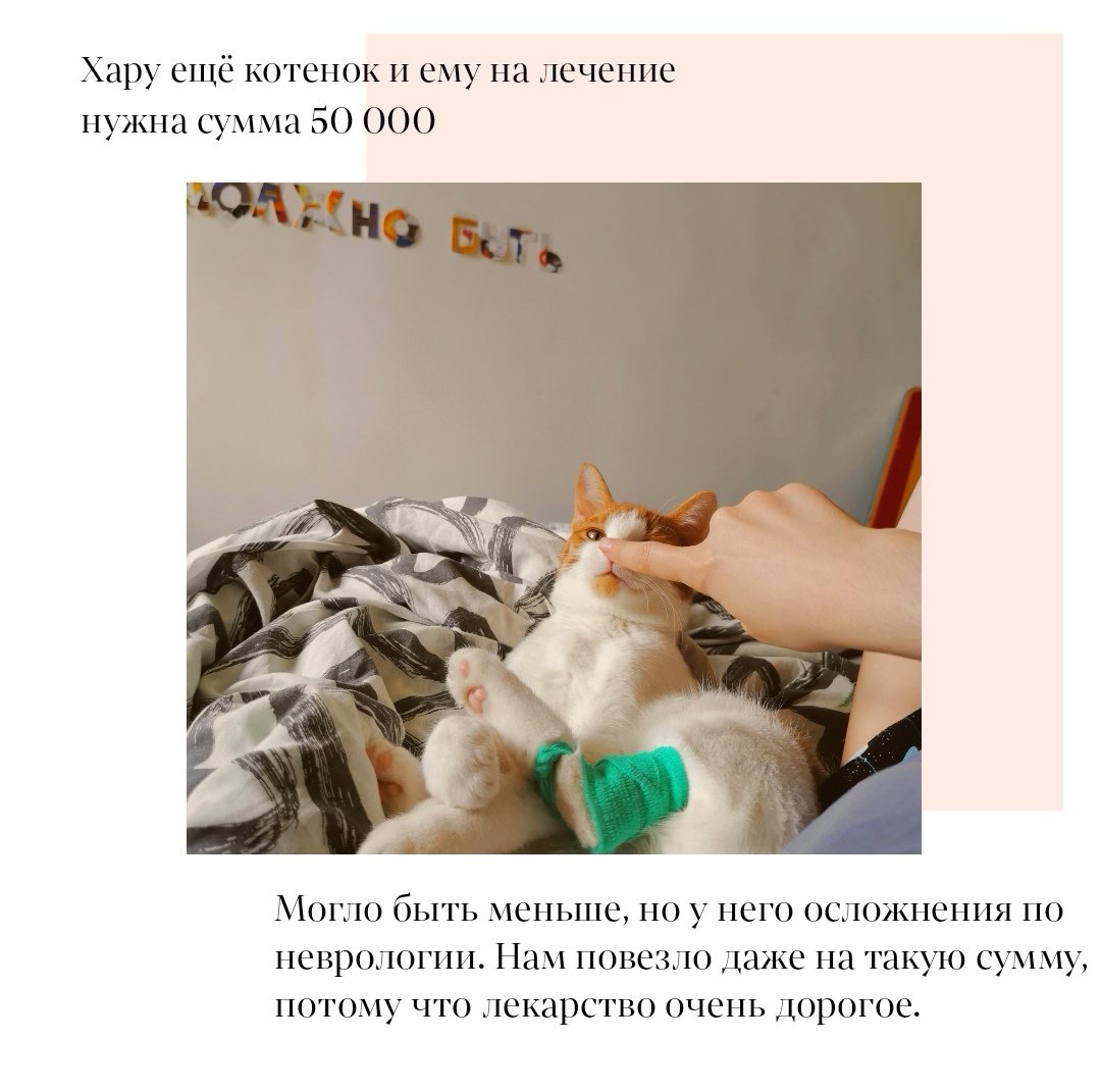 LorionKoda's tweet photo. ❗ПОМОЩЬ КОТУ В ЛЕЧЕНИИ FIP❗

У нашего китса есть все шансы на выздоровление с импортными лекарствами (ясное дело в рф их нет), но сейчас мы сами всю сумму не вывезем. Т. К у котика осложнение и сумма в два раза больше, нам не хватает 50к

В треде немного подробнее ➡️ https://t.co/0g2o2s5APY