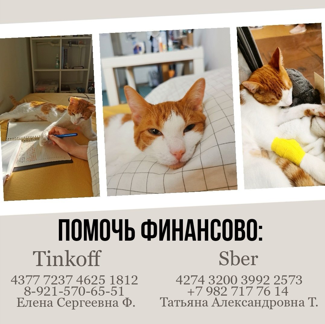 LorionKoda's tweet photo. ❗ПОМОЩЬ КОТУ В ЛЕЧЕНИИ FIP❗

У нашего китса есть все шансы на выздоровление с импортными лекарствами (ясное дело в рф их нет), но сейчас мы сами всю сумму не вывезем. Т. К у котика осложнение и сумма в два раза больше, нам не хватает 50к

В треде немного подробнее ➡️ https://t.co/0g2o2s5APY