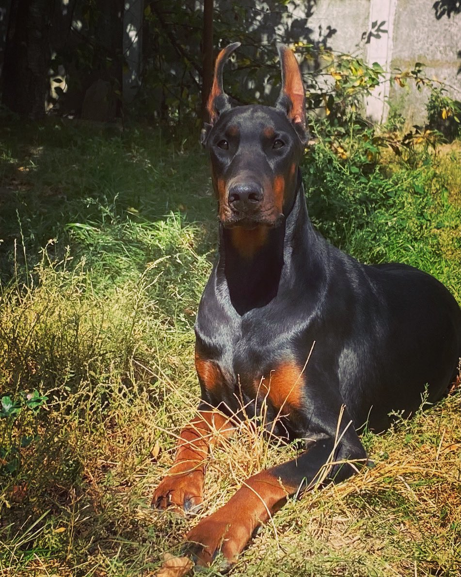 berry_doberman's tweet photo. 𝙱𝚎𝚛𝚛𝚢 𝙰𝚟𝚊𝚕𝚊𝚗𝚌𝚑𝚎 𝚘𝚏 𝙷𝚎𝚊𝚛𝚝𝚜🤍
(1 𝚢𝚎𝚊𝚛 𝚘𝚕𝚍)

✅Our favorite🔥

to be continued … https://t.co/pDzWEf1rpG