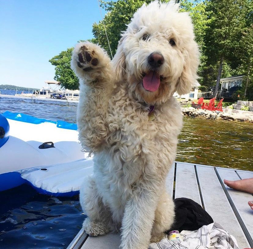 PawsitiveSco's tweet photo. Bye Bye responsibilities hello cottage life!  Happy long weekend furiends 😆

#dogsoftoronto #canadadogs #ecolife #ditchtheplastics https://t.co/gwhksSrWH2