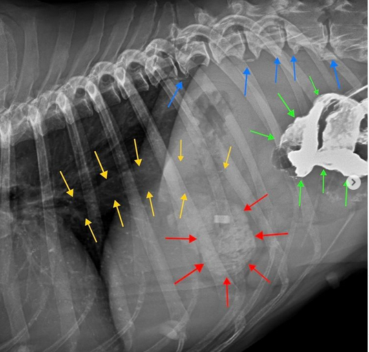 Vets_online's tweet photo. Kurz &amp; bündig – Praxisfall der Woche: Hund mit Synkopen.

Ein Hund wird aufgrund von Ohnmachtsanfällen in der Praxis vorgestellt. Wie lautet Ihre Diagnose?

https://t.co/TbPXI1fHro

Mit freundlicher Unterstützung von Tierarzt Sebastian Goßmann-Jonigkeit!

#vetsonline https://t.co/0O3ka9UOKq