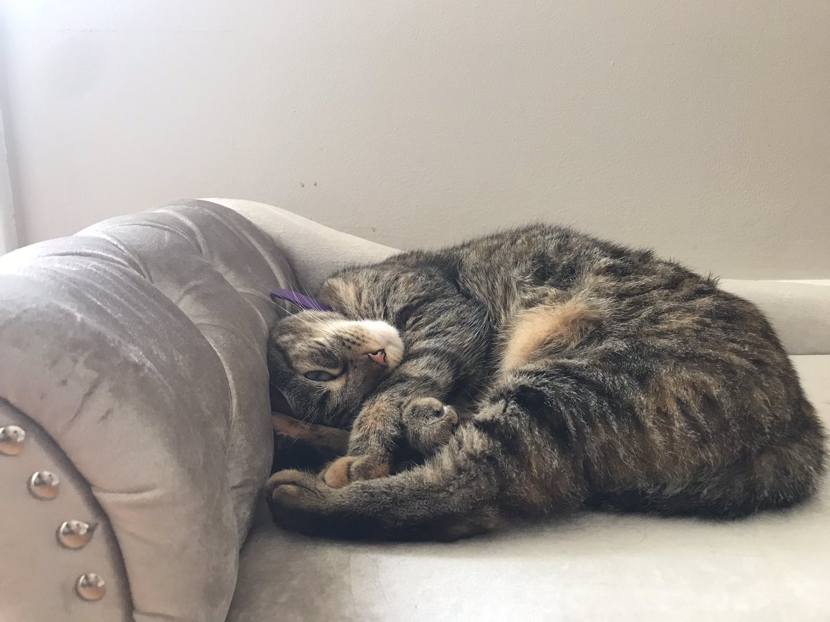DivinaStavola's tweet photo. Just letting everyone know how much I love my velvet couch…. #catlovers #SimbaCile @PickliciousF is my spirit animal 🐈 #AdoptDontShop #Bengals #BanHunting #AnimalsLivesMatter #FreeTheFurBabies #SpayAndNeuter @rickygervais loves #Animals & he’s the #GOAT𓃵 so be like Ricky https://t.co/4nT0Ef31WA