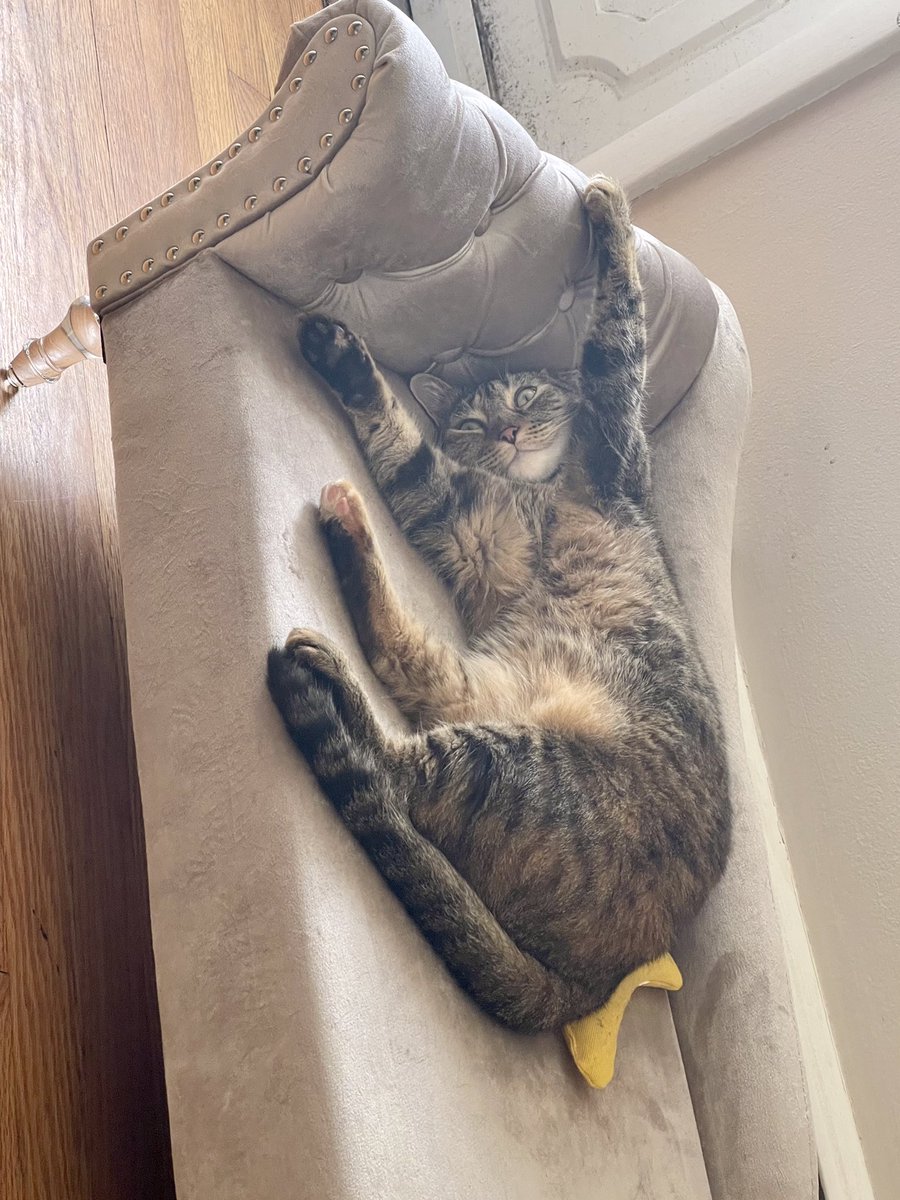 DivinaStavola's tweet photo. Just letting everyone know how much I love my velvet couch…. #catlovers #SimbaCile @PickliciousF is my spirit animal 🐈 #AdoptDontShop #Bengals #BanHunting #AnimalsLivesMatter #FreeTheFurBabies #SpayAndNeuter @rickygervais loves #Animals & he’s the #GOAT𓃵 so be like Ricky https://t.co/4nT0Ef31WA