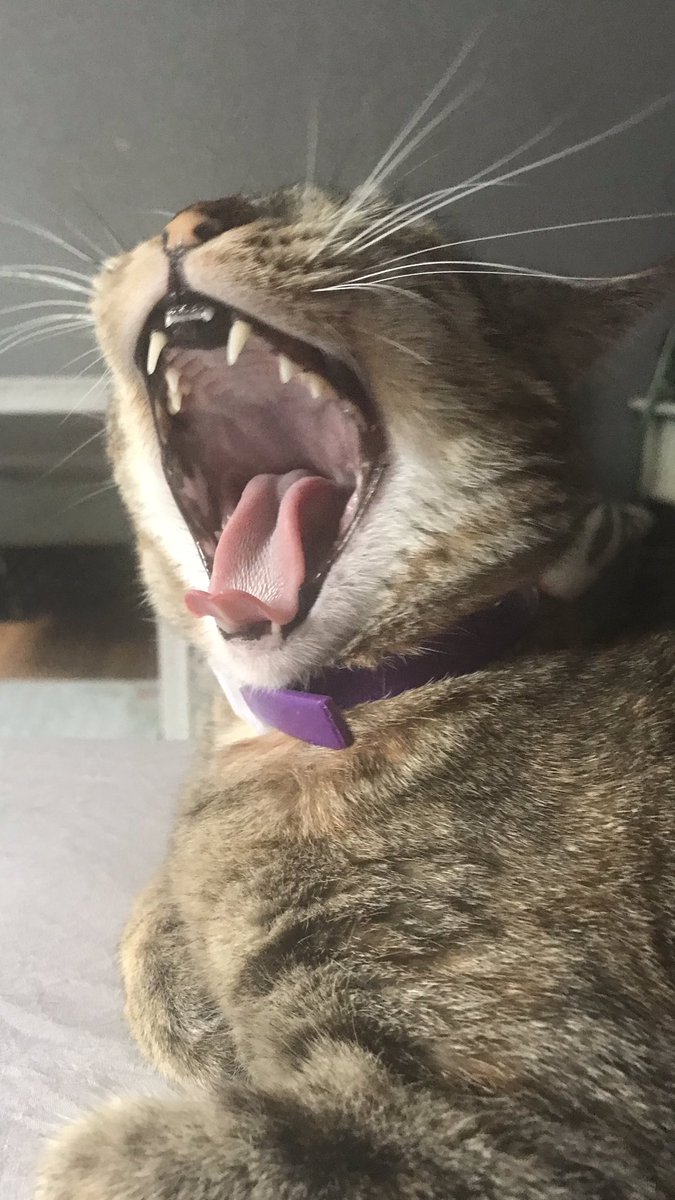 DivinaStavola's tweet photo. Just letting everyone know how much I love my velvet couch…. #catlovers #SimbaCile @PickliciousF is my spirit animal 🐈 #AdoptDontShop #Bengals #BanHunting #AnimalsLivesMatter #FreeTheFurBabies #SpayAndNeuter @rickygervais loves #Animals & he’s the #GOAT𓃵 so be like Ricky https://t.co/4nT0Ef31WA