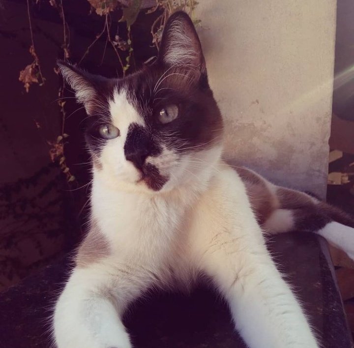 PrezComGdePikmin tweet media