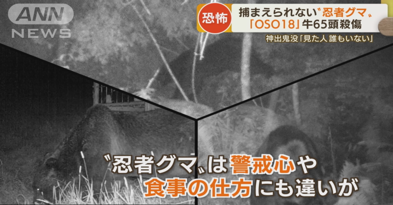 【身勝手な抗議】牛65頭殺傷の最凶ヒグマ「OSO18」愛護団体らからの抗議でハンターが動けない不条理 [シャチ★]