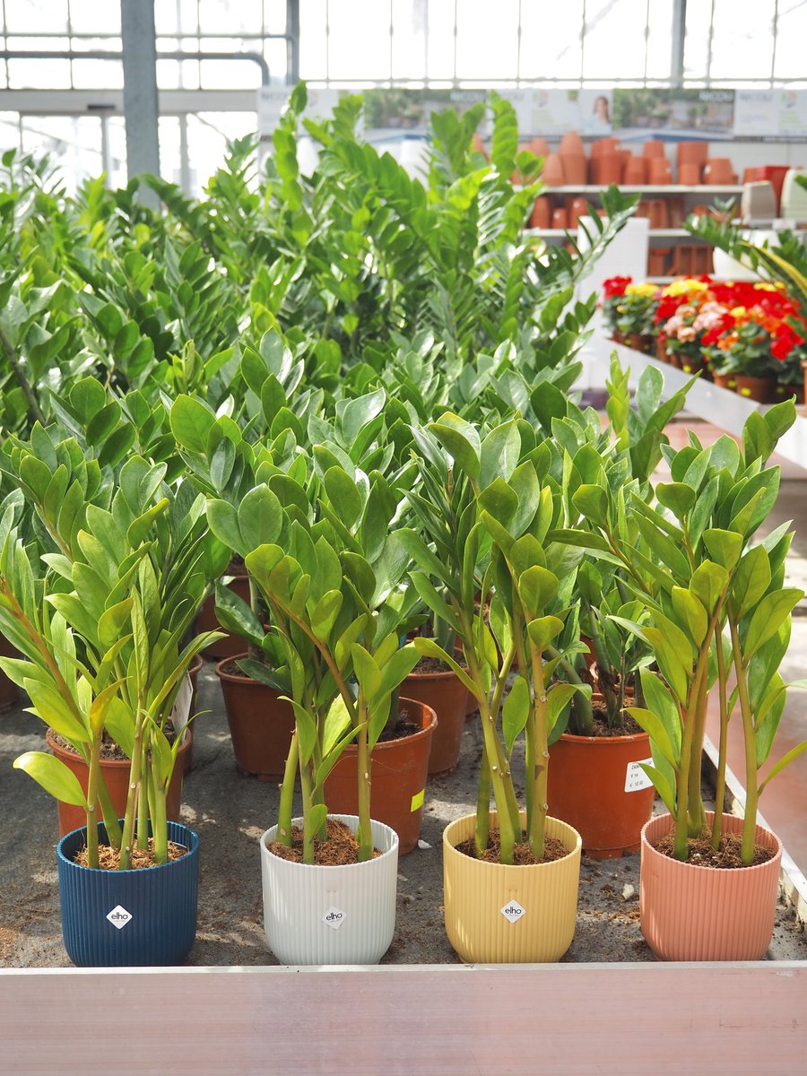 FrigoVivai's tweet photo. Zamioculcas 🪴🌈🪴🌈🪴🌈🪴 #elho pots✨✨ #Plant #GardenersWorld #indoorplants #gardening #nature https://t.co/ZRMiyzNHcH