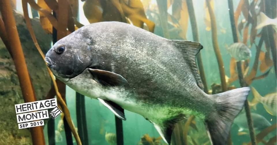 TjoLoLo7's tweet photo. “ed” #thesouthafricanabroad 🇿🇦
asked this on Facebook from 2019
Had 4 likes from friends
The #SouthAfrican 🇿🇦
#NationalFish #Fish why not recognized our #Galjoen for #SouthAfrica 🇿🇦#HeritageMonth 2022
has anything changed since then @2OceansAquarium or me asking a Dumb question https://t.co/F6puVkYCPJ