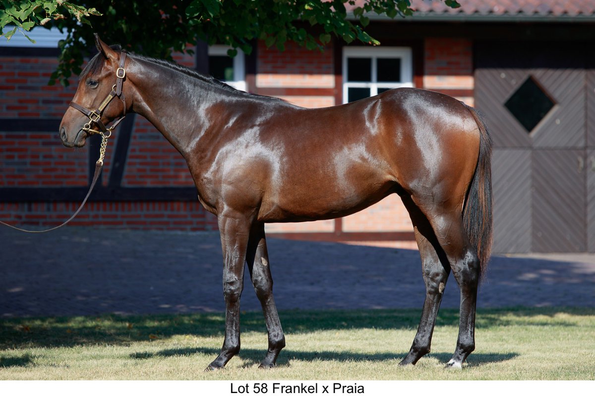Only son of <a href="/JuddmonteFarms/">Juddmonte</a> #Frankel catalogued, lot 58 was a real athletic handsome colt from the family of G1 winner POTEMKIN. He caught the attention of Eckhard Sauren for €210,000 at <a href="/BBAG_Sales/">BBAG</a>. 
✨All the very best to his new connections!