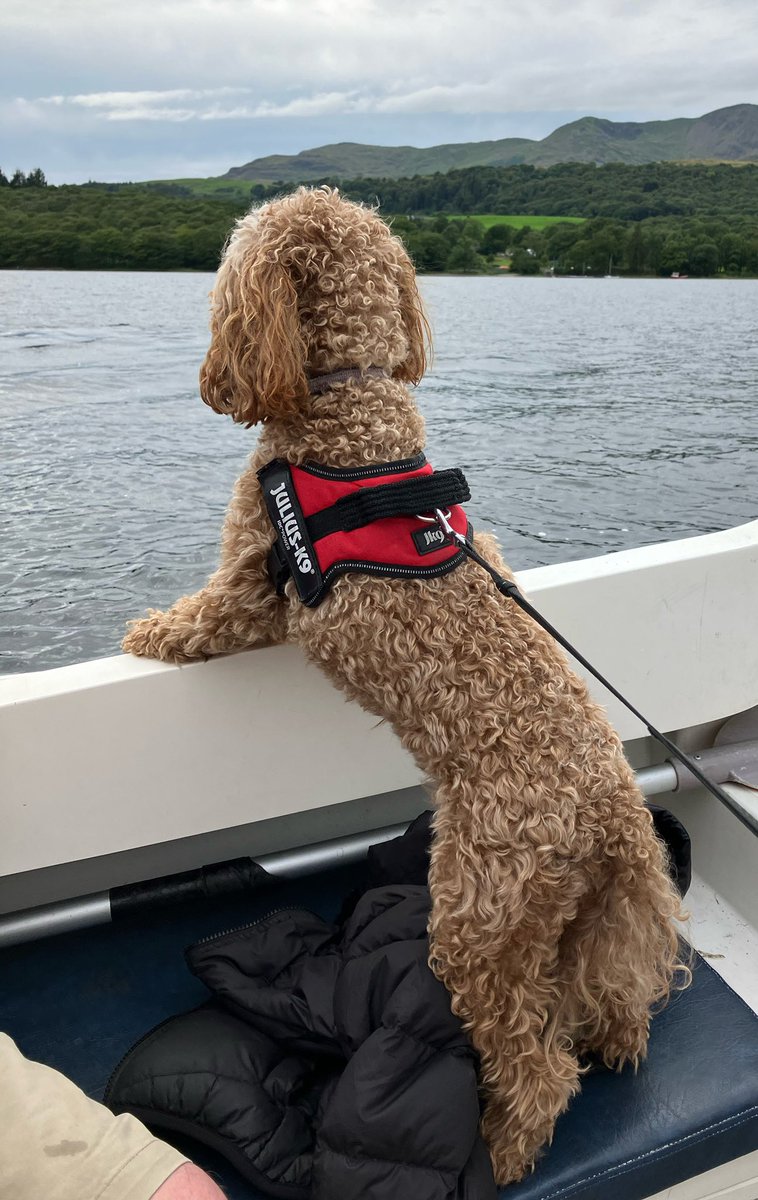 eBibliognost's tweet photo. #Rubytheredcockapoo https://t.co/4PF2SwA5Sj
