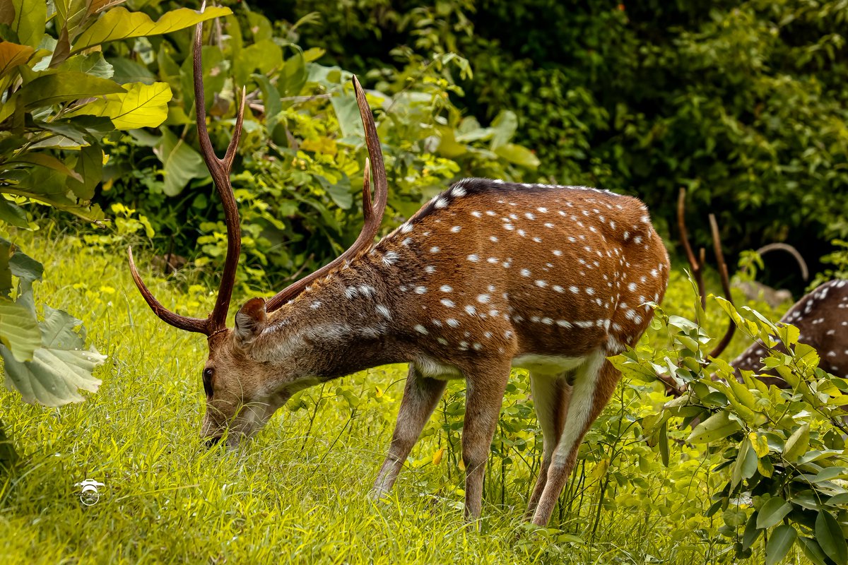ThinkBiggerUYI's tweet photo. The chital, also known as spotted deer, chital deer, and axis deer, is a deer species native to the Indian subcontinent.! 💙

- Bandipur Tiger Reserve And National Park , Karnataka ! 🥰💙

Photography - @VijayPradhi https://t.co/fn7WP46LpF