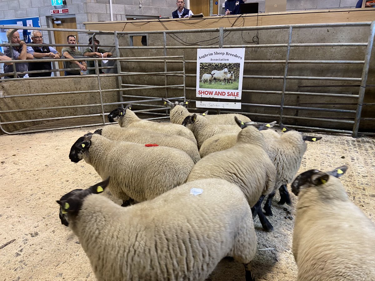 EllenDevitt's tweet photo. Aughrim Sheep Breeders 55th annual show and sale underway in Carnew Mart. The group is one of the oldest in the country holding sales of breeding sheep. Full report in next week’s @farmersjournal. @FJSheep https://t.co/OCZUBmNYYN