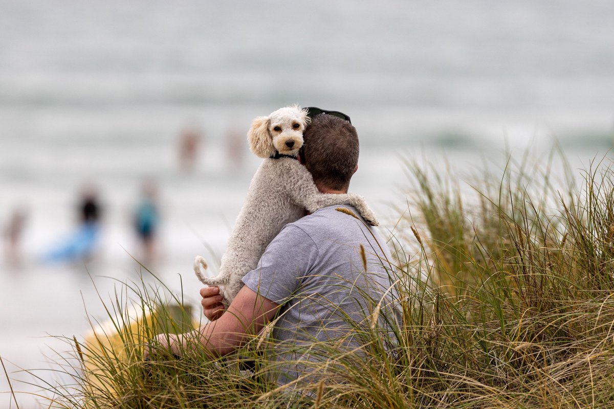 I took this picture on Achill Island (Keel Beach) last Friday the 26th of August 2022. I'd love to give it to the owner of this beautiful dog. Please RT.