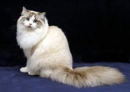 Sara_cats tweet media
