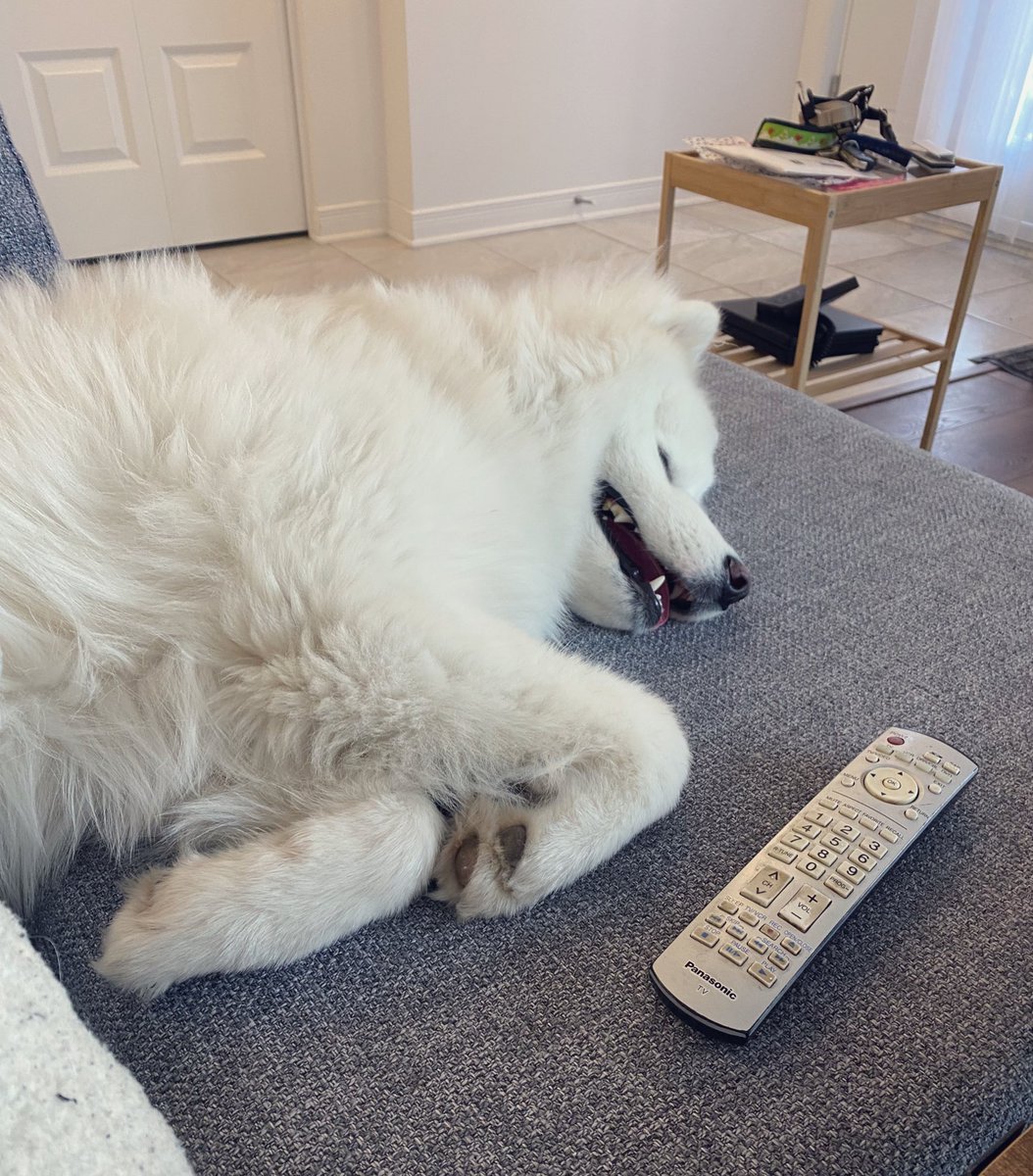 PredictableNOVA's tweet image. I don’t think I’ve mentioned about it here yet..Meet Aspen, my Samoyed puppy in training. Eventually, he’ll become a full service dog in response for anxiety and ptsd. Maybe I should catch up and talk about some stuff in a video since so many ask me when I’ll be back on YouTube