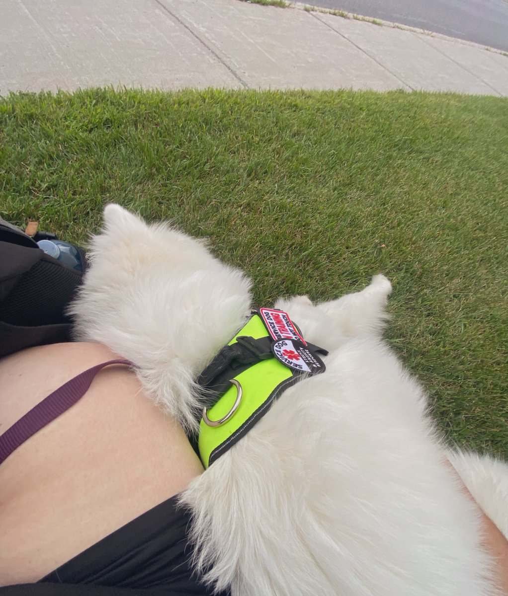 PredictableNOVA's tweet image. I don’t think I’ve mentioned about it here yet..Meet Aspen, my Samoyed puppy in training. Eventually, he’ll become a full service dog in response for anxiety and ptsd. Maybe I should catch up and talk about some stuff in a video since so many ask me when I’ll be back on YouTube