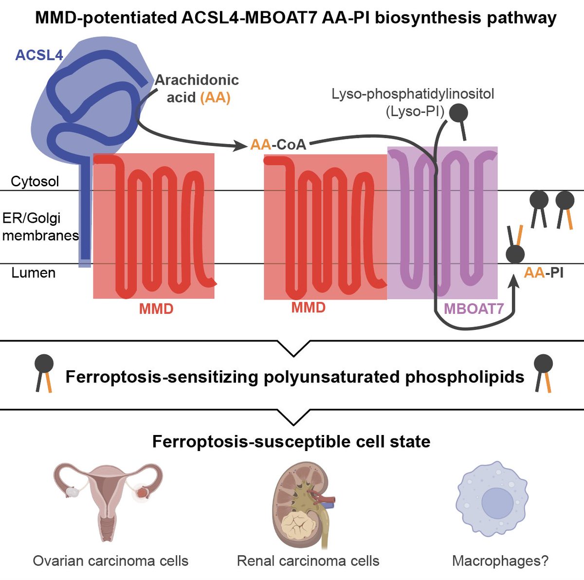 Thrilled to share that my first first-author manuscript is now on bioRxiv! We deciphered a new function for an understudied Golgi-resident scaffold protein in regulating PUFA-phospholipid metabolism and ferroptosis susceptibility. 1/6 biorxiv.org/content/10.110…