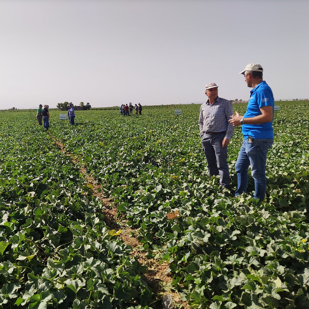 HMCLAUSEIBERICA's tweet photo. Compartimos con vosotros algunas imágenes de la pasada Jornada de Campo de VALDEORO F1🍈
Conoce todo sobre esta novedad en el siguiente artículo 👉 https://t.co/UDd9VFmqlI
#melon #melonesclause #melonvaldeoro #melonpieldesapo #conectaconclause #yosoydeclause #lamancha #hmclause https://t.co/npVipIGCvr