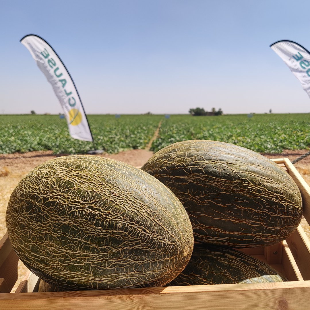 HMCLAUSEIBERICA's tweet photo. Compartimos con vosotros algunas imágenes de la pasada Jornada de Campo de VALDEORO F1🍈
Conoce todo sobre esta novedad en el siguiente artículo 👉 https://t.co/UDd9VFmqlI
#melon #melonesclause #melonvaldeoro #melonpieldesapo #conectaconclause #yosoydeclause #lamancha #hmclause https://t.co/npVipIGCvr