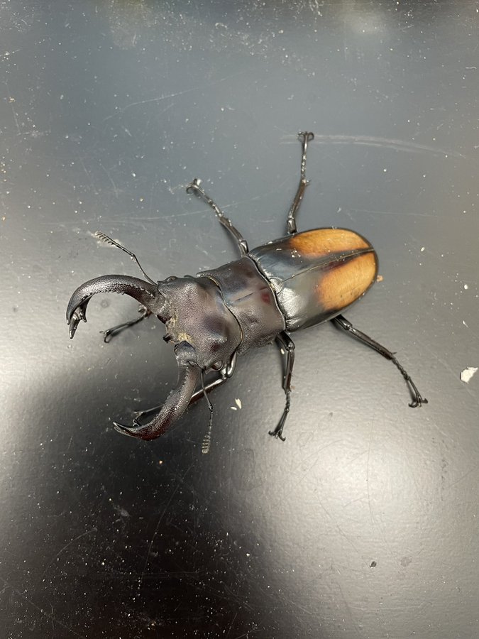 爬虫類 両生類 昆虫 奇蟲 かねだい伊勢原店