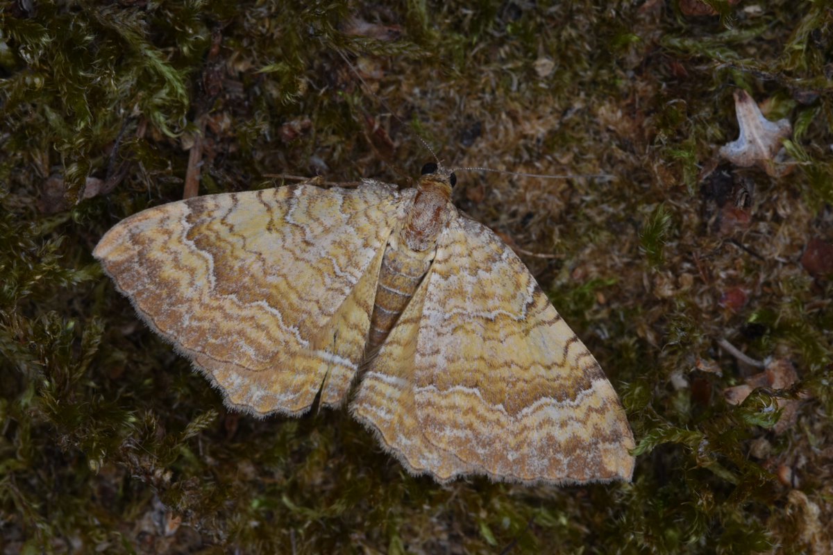 twheatear's tweet photo. Yellow is the colour. Swarm of brimstones plus yellow shell and NFG centre-barred sallow #teamMoth https://t.co/PqHUySh7jS