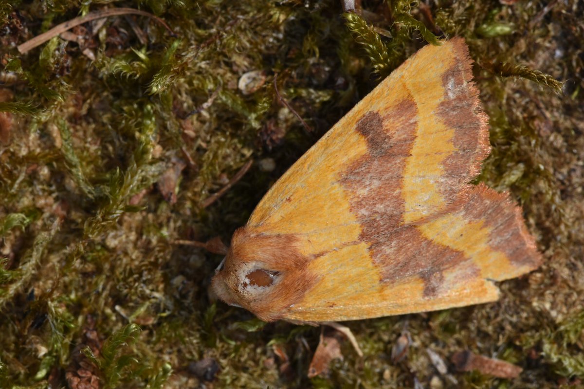 twheatear's tweet photo. Yellow is the colour. Swarm of brimstones plus yellow shell and NFG centre-barred sallow #teamMoth https://t.co/PqHUySh7jS