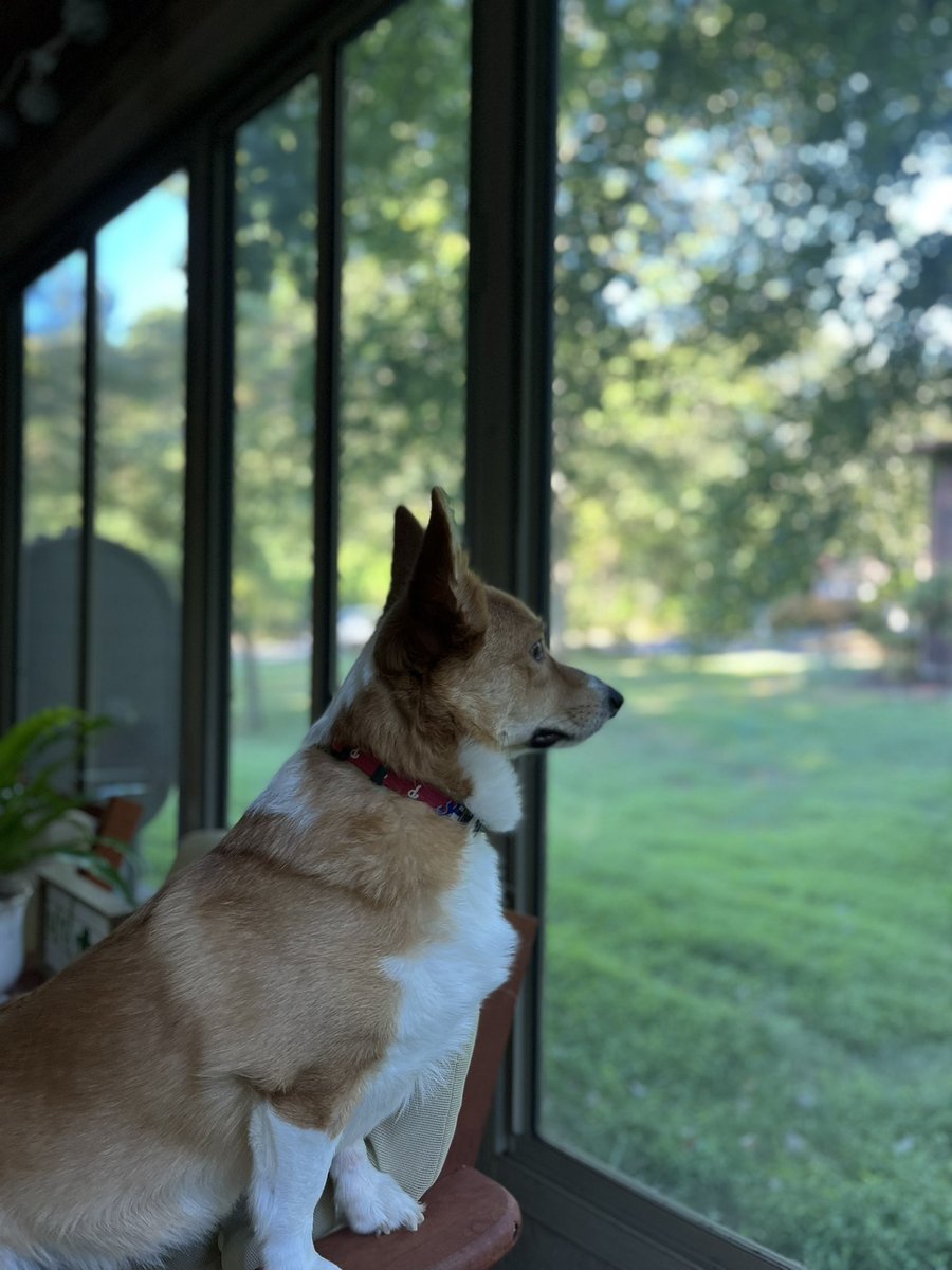 Walter_Corgi's tweet photo. These squirrels aren’t going to patrol theirselves. #CorgiCrew https://t.co/RWDVYWlAlV