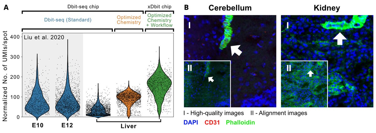 johwirth's tweet photo. Improvements in workflow and #chemistry lead to increased numbers of reads and counts per spot compared to the original #DBiTseq method. An extended #imaging workflow prevents the destruction of image features. 🧬🔬 2/4 https://t.co/0Zfy7wUmFM