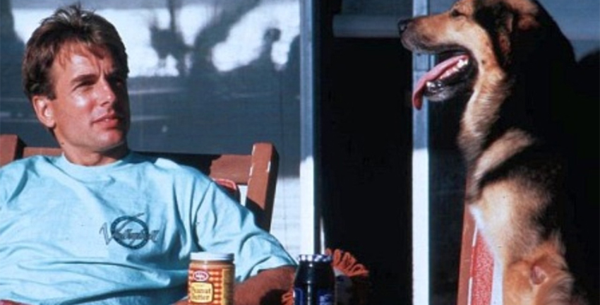 lovelylancel's tweet photo. Today is Mark Harmon's birthday. If you've never seen Summer School you are missing out on a classic 1980s comedy with the best supporting actor award going to Wonder Mutt. #1980sfilms #MarkHarmon ๐คฃ๐ https://t.co/cb8fj6W6bu