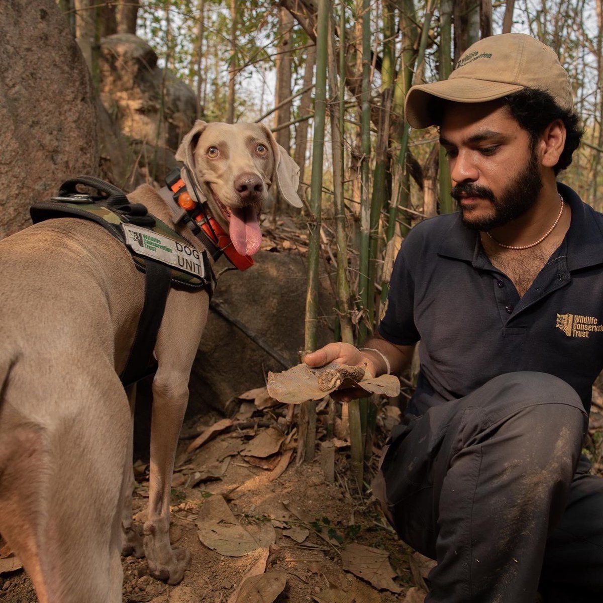 WCT_India's tweet photo. Today, we lost one of our most loved &amp; cherished members to an acute illness. Moya, one of WCT’s conservation dogs, was a hero. She was an integral part of the team &amp; has played a big role in furthering our conservation goals &amp; will always be remembered very fondly. #RIPMoya https://t.co/a1qQS0PCBl