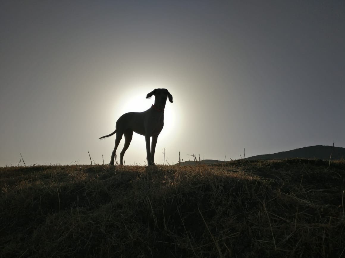 WCT_India's tweet photo. Today, we lost one of our most loved &amp; cherished members to an acute illness. Moya, one of WCT’s conservation dogs, was a hero. She was an integral part of the team &amp; has played a big role in furthering our conservation goals &amp; will always be remembered very fondly. #RIPMoya https://t.co/a1qQS0PCBl