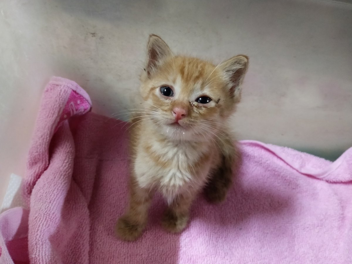 author_heart's tweet photo. Renungan yang meranapkan seluruh jiwaku. Kucing jalanan, baru ambil jaga petang semalam.

Baik-baik sajalah, Theo. https://t.co/ckYO2fH0mL