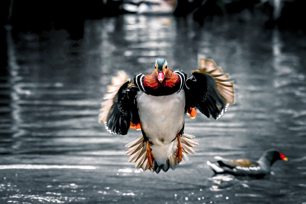 #mandarinduck #woodlandbirds #wildlifelovers #birds #BirdsSeenIn2022 #wildlifephotography #wildlife #springwatch #youngwildlifephotographer #birdphotography #nature #birdslover #birdsinflight #birds_in_flight #birdsofengland #photography #birdwatching #birding #birds_captures