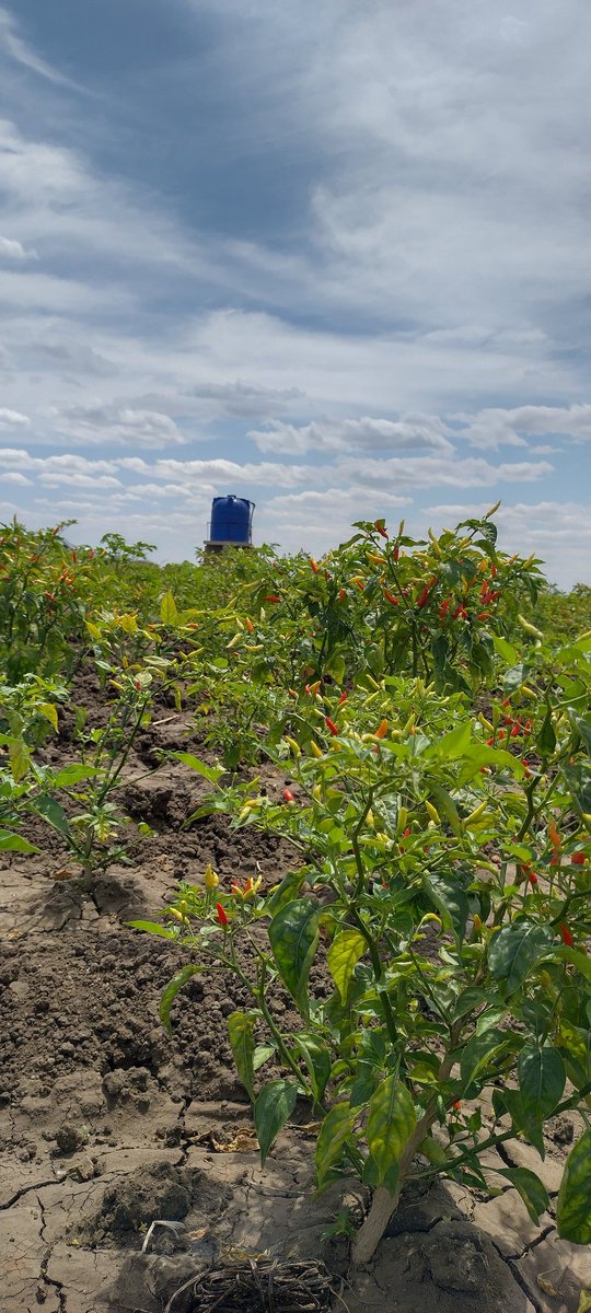 damien frame tweet media