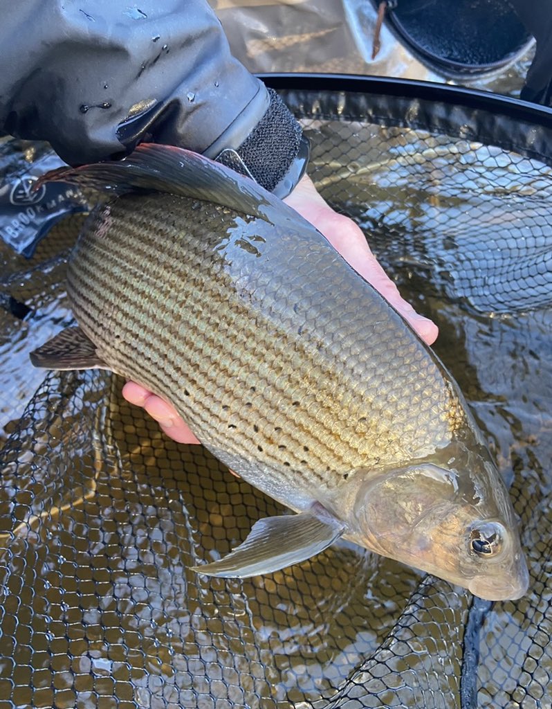 FishOnProductions tweet media