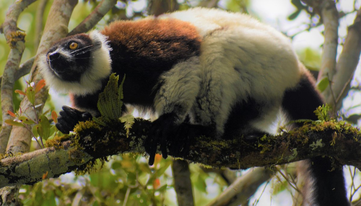 Duke Research & Innovation (@dukeresearch) on Twitter photo Simulating extinction: what the future could hold for lemurs and the forests they call home depends on how extinctions play out, study finds bit.ly/3COLqpa <a href="/JamesPaulHerre1/">James Paul Herrera</a> <a href="/camilledesisto/">Camille DeSisto</a> <a href="/DukeEnvironment/">Duke Environment</a> @dukelemurcenter <a href="/DEL_Duke/">Duke Univ. Nicholas School Executive Education</a> Simulating extinction: what the future could hold for lemurs and the forests they call home depends on how extinctions play out, study finds bit.ly/3COLqpa <a href="/JamesPaulHerre1/">James Paul Herrera</a> <a href="/camilledesisto/">Camille DeSisto</a> <a href="/DukeEnvironment/">Duke Environment</a> @dukelemurcenter <a href="/DEL_Duke/">Duke Univ. Nicholas School Executive Education</a>