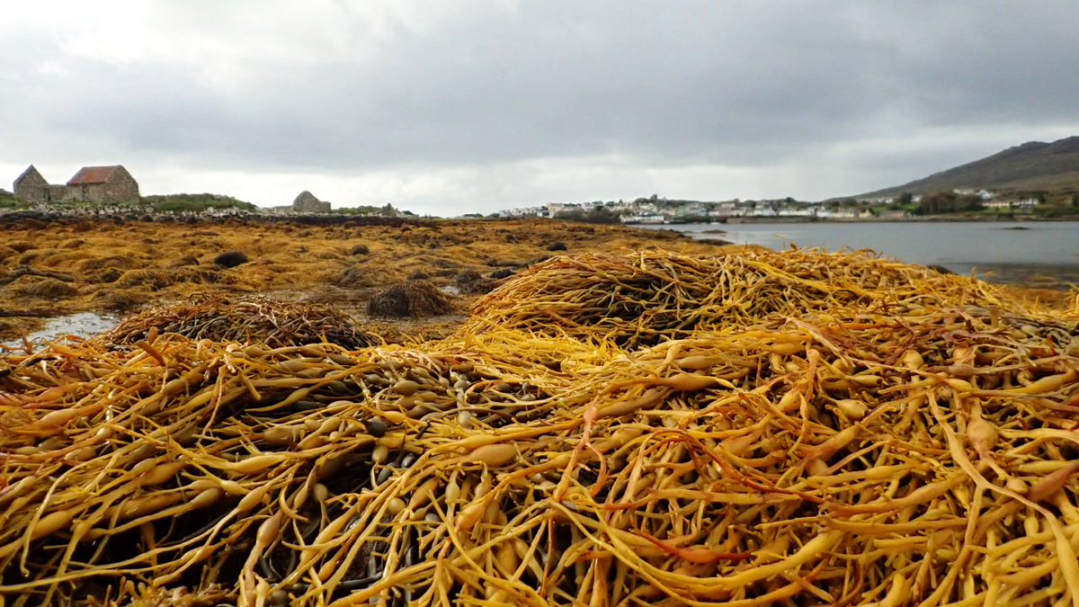 In time for #PhycologyFriday and before I give way to the next curator I (@DrJoseMFarinas) wanted to dedicate a thread to a group of habitat forming species, integral to our Atlantic coastal landscape: intertidal seaweed (or macroalgae).

📷Feamainn Bhuí, Conamara.