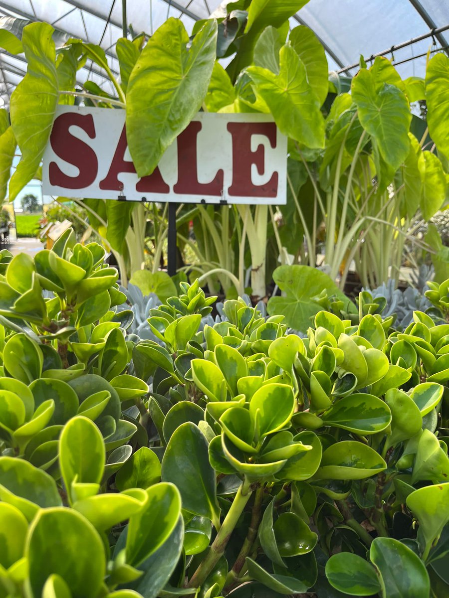 SALE
The whole month of September houseplants on sale for $5, $10 and $20 a plant!
#OnSale 
#Tropical 
#houseplant
#indoorplant 
#arthurgreenhouses