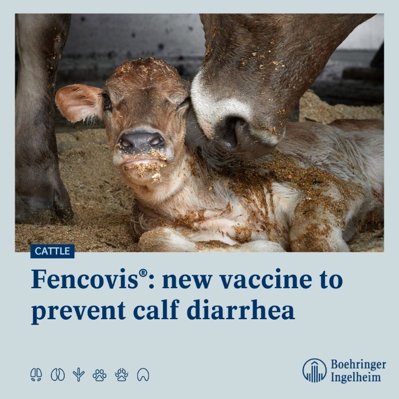 Boehringer_AH's tweet photo. #PRESS: We’ve just launched our new vaccine Fencovis® at the World @Buiatrics Congress. Fencovis®, is indicated for the prevention of #calf diarrhea, providing passive immunity to calves through the cows' maternal colostrum. ➡️ https://t.co/lm8qhMd2lr 

#WBC2022