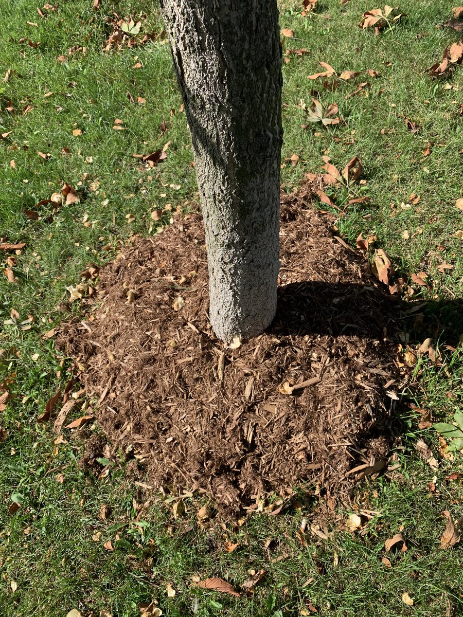 No escaping tree health limiting  volcano mulching. EYCC adds volcano mulching to badly planted , not maintained,dying and dead trees. Why do we pay for this? Nearby streets are littered with young dead trees. <a href="/TOtrees/">TREES TO PLEASE</a> <a href="/GraphicMatt/">Matt Elliott</a> <a href="/PaulaFletcherTO/">Paula Fletcher</a> <a href="/TorontoAuditor/">Auditor General TO</a> <a href="/EastYork_TO/">East York / Danforth</a>