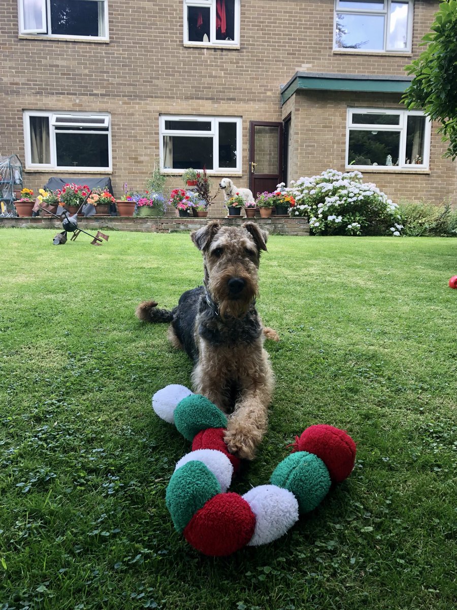 RubyAiredale🌈 🌉💔🐾 tweet media