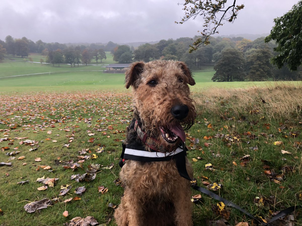 RubyAiredale🌈 🌉💔🐾 tweet media