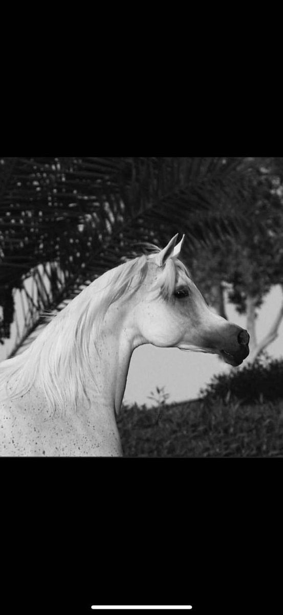 #ساعه_استجابه

اللهم صبرا لا ينفذ وقلبا لا يضعف 
وجبرا يحيي قلوبنا💙🕊